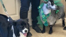Rose and Jilly therapy animals #2