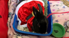 Winter Bunderland Macungie Park 1