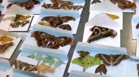 Butterflies headed for Poconos intercepted by U.S. Customs