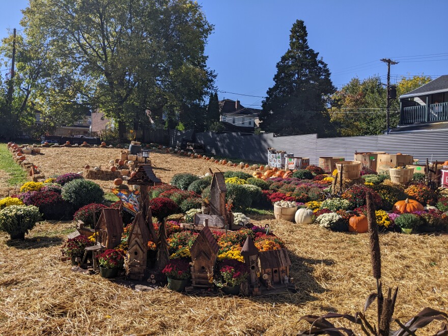 West Ward Wise Pumpkin Lot.jpg