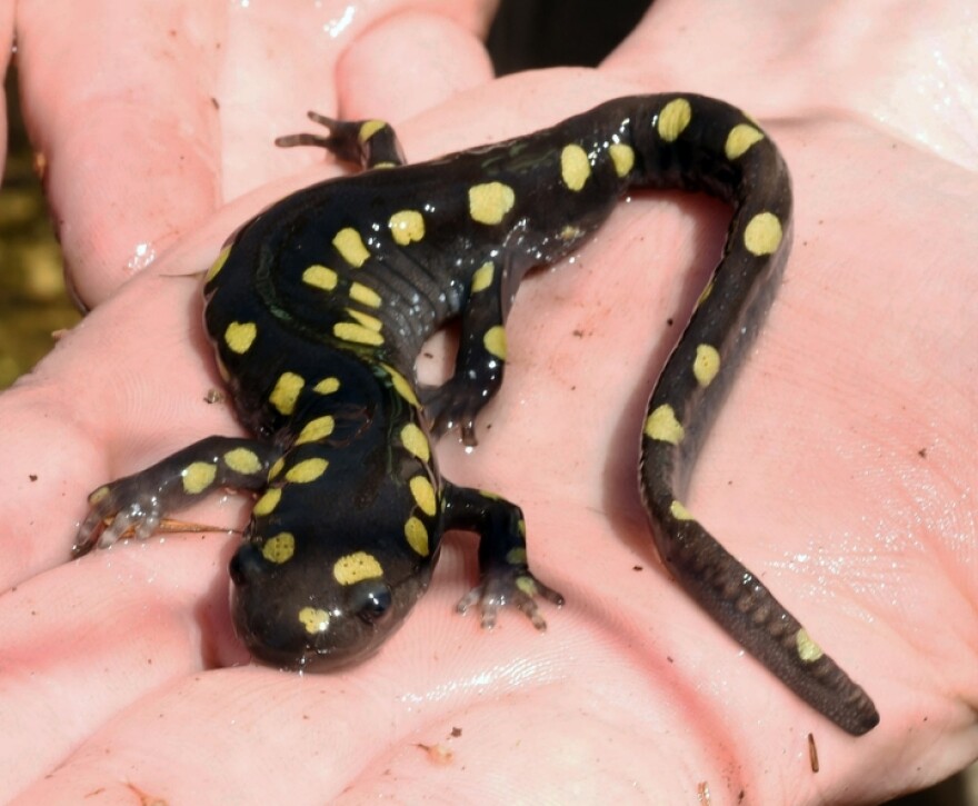 spotted salamander