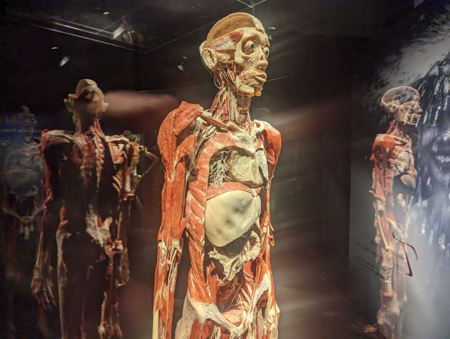 BodyWorlds1.jpg