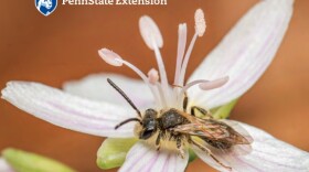 Bees of Pennsylvania