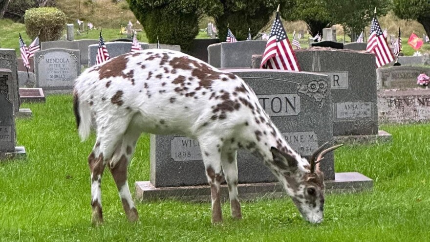 Piebald deer gravesite.jpg