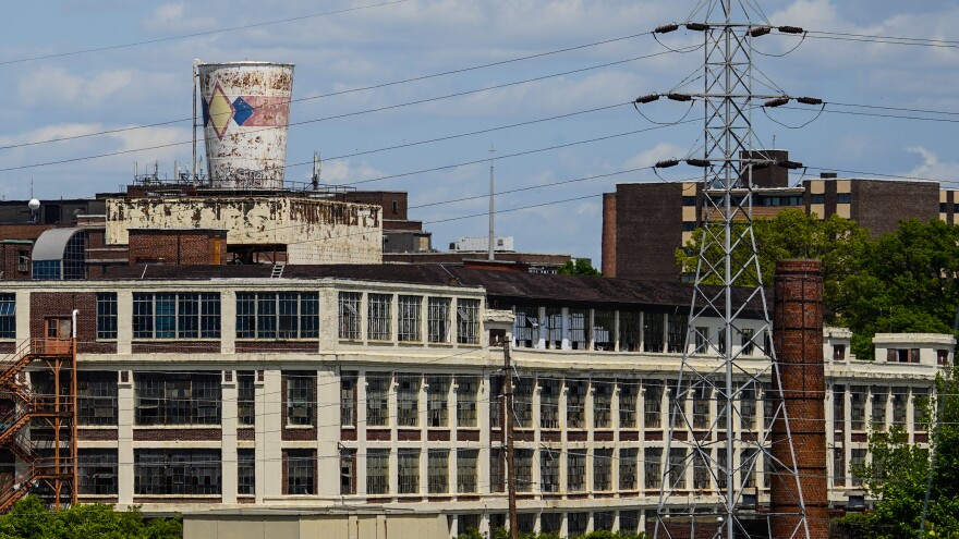 Dixie Cup plant