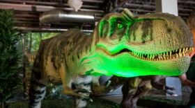 Albertasaurus