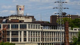 Dixie Cup plant