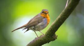 bird