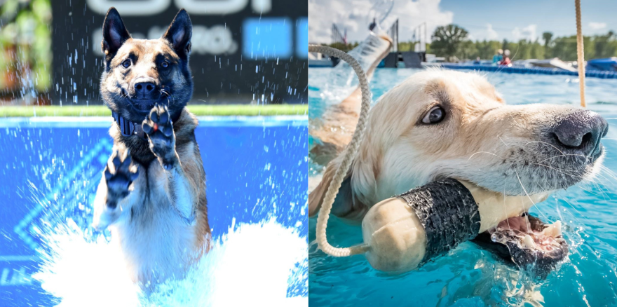 dock dogs combined.png