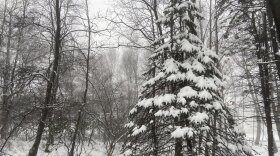 Snow