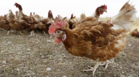 Bird Flu Iowa
