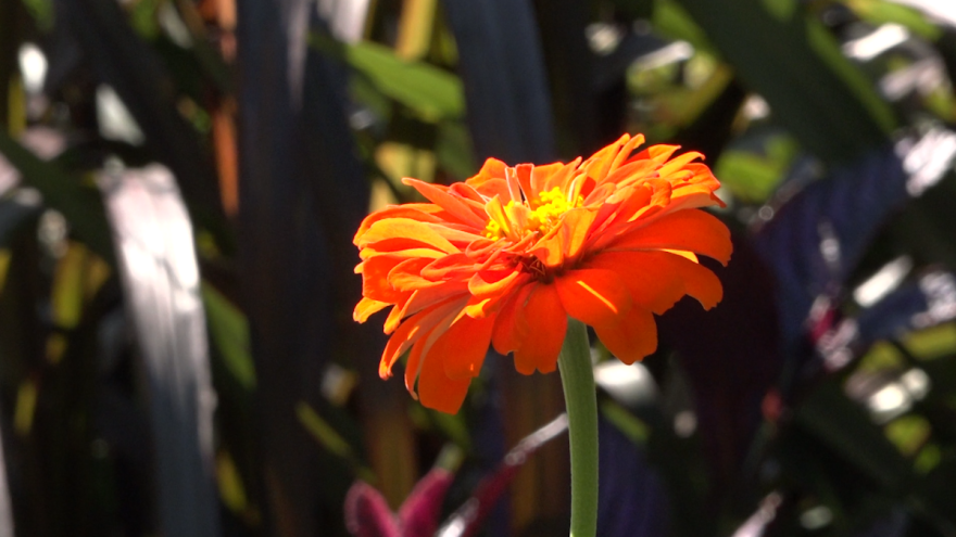 flower-show-philadelphia