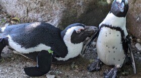 Penguins