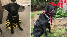 courthouse-companion