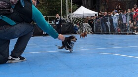 A darker-colored wiener dog crosses a white line with all four paws off the ground. Another, slower, brown wiener dog lags in the background