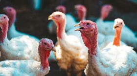 Turkey farm adobe stock.jpeg