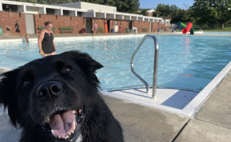 year end doggie dip days.jpg