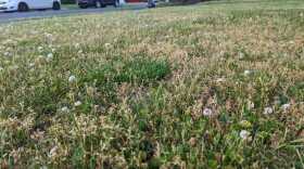 Dry lawn