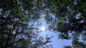 Sunshine
