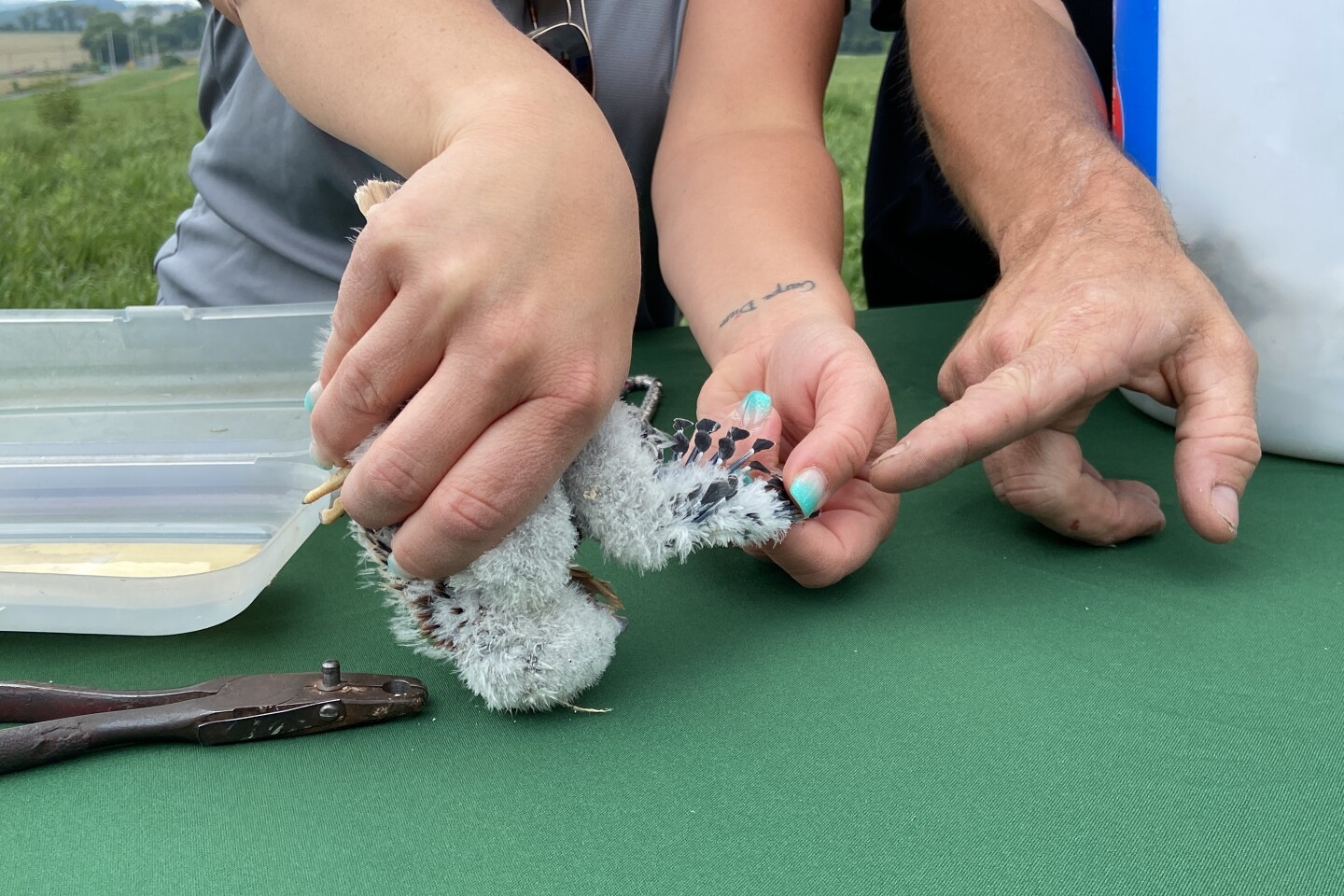 American kestrel banding at Grand Central Landfill