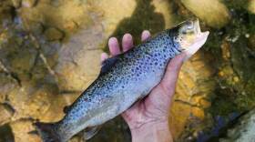  Brad Frace says he witnessed dead fish across an empty creek bed at Bushkill Creek.