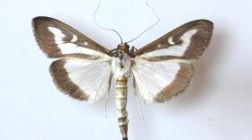 box tree moth