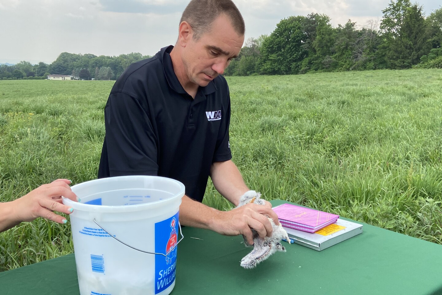 American kestrel banding at Grand Central Landfill