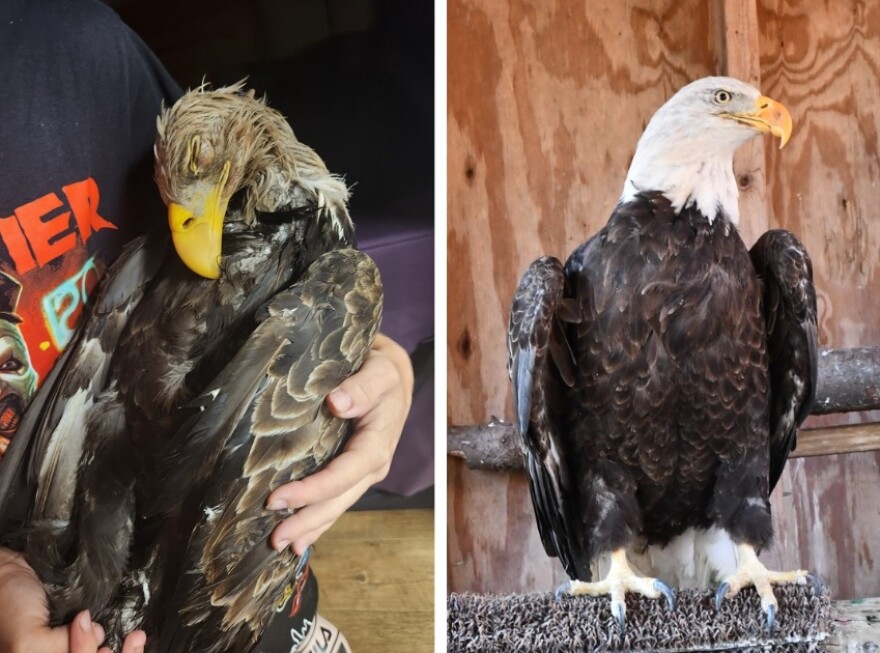 Napoleon before and after Pocono Wildlife