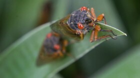 CICADA