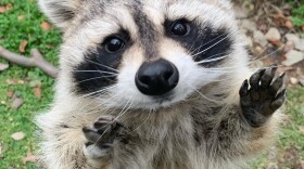 Meeko-raccoon-01