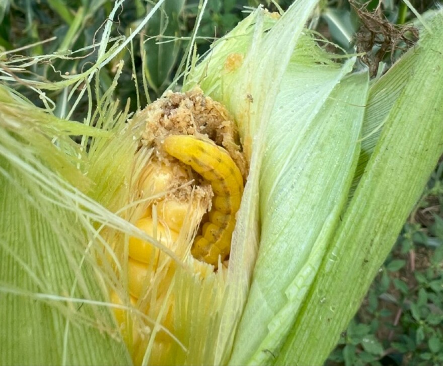 Corn earworm
