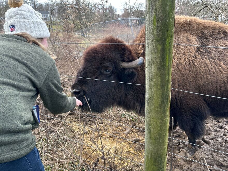Grace and Gus the bison