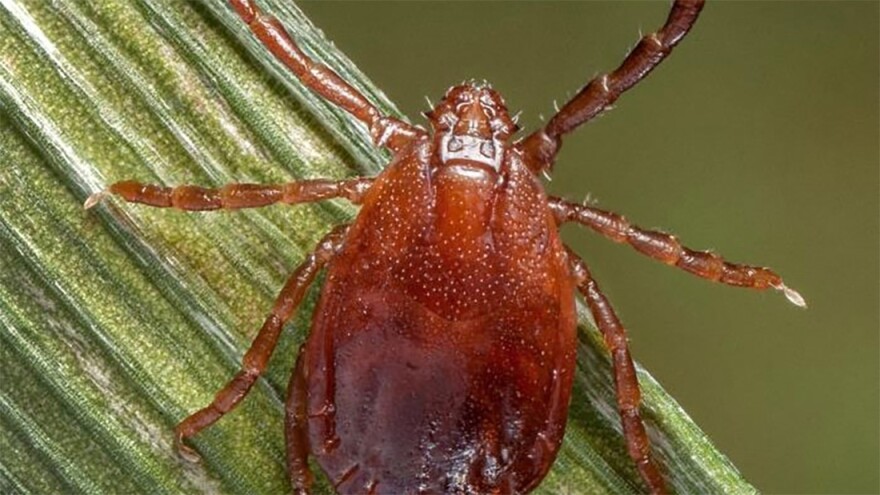 Asian Longhorned Tick