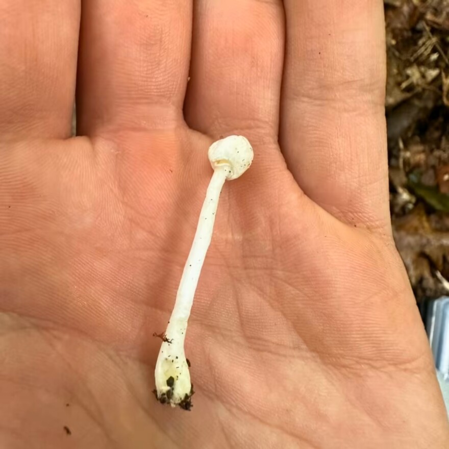 Will Yaeger's mushroom find