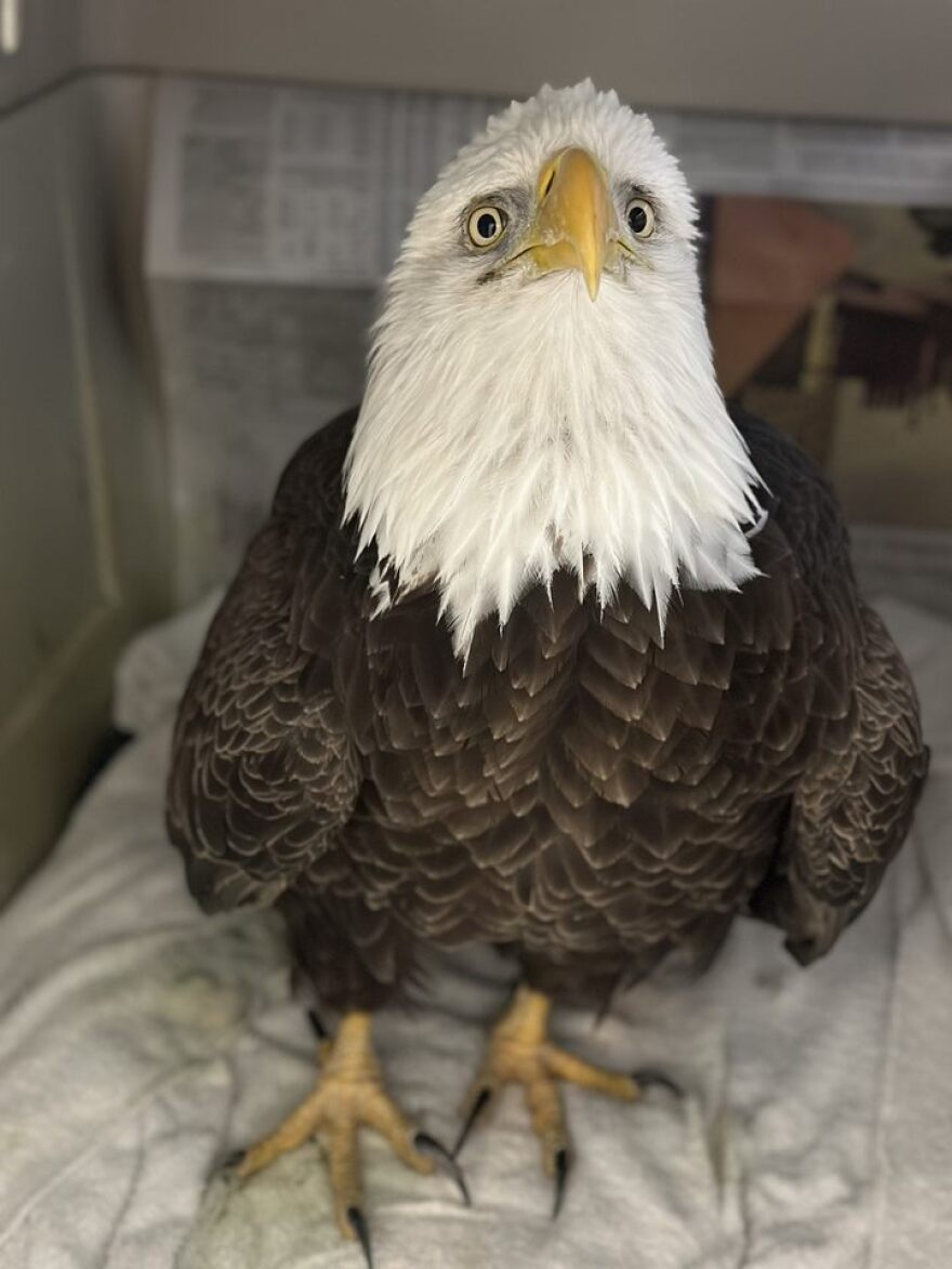 This bald eagle died from lead poisoning in January 2023 despite efforts by wildlife care experts to treat it. Eagles and other birds end up eating lead found in hunting ammunition and fishing tackle.