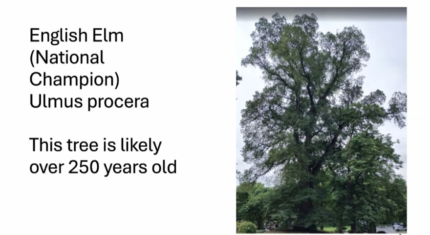 Moravian University elm tree