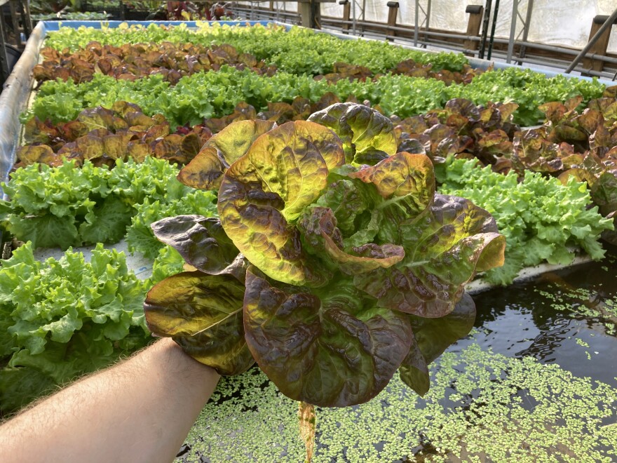 AquaSprout - red leaf lettuce.jpeg