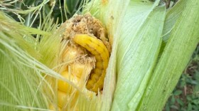 Corn earworm