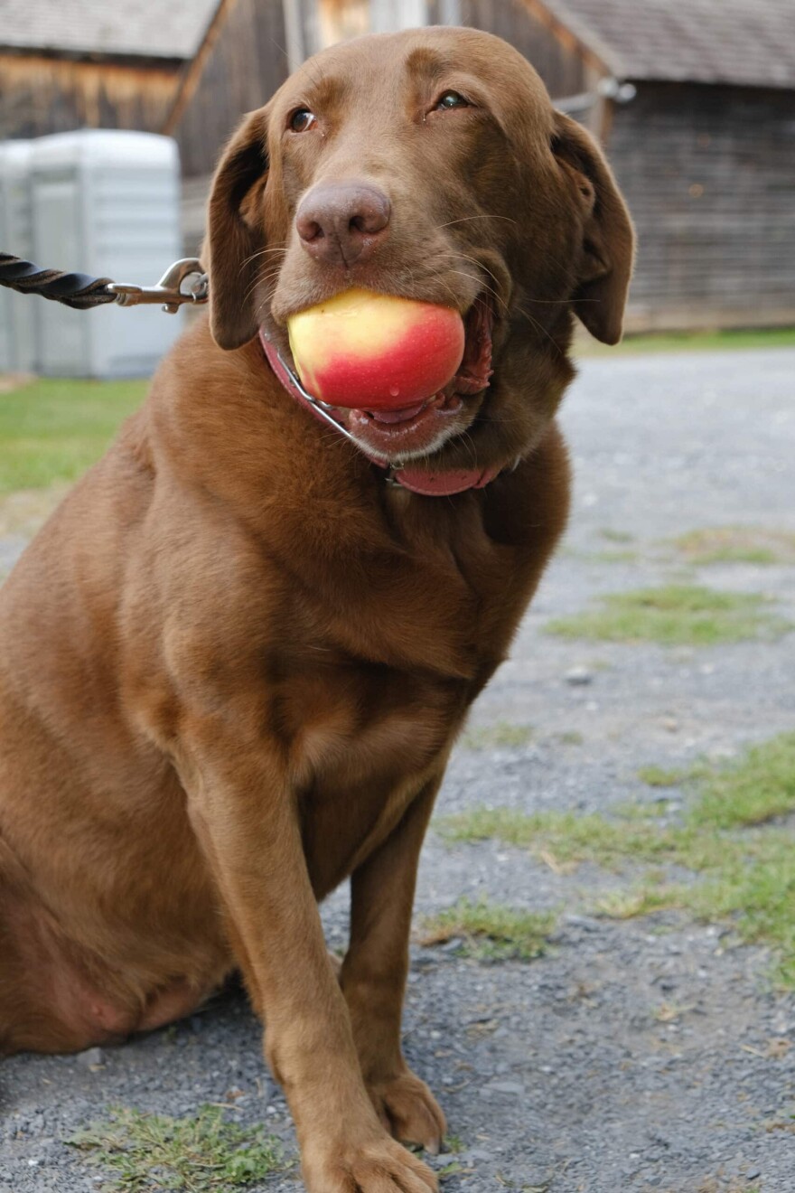 APPLE DOG.jpg