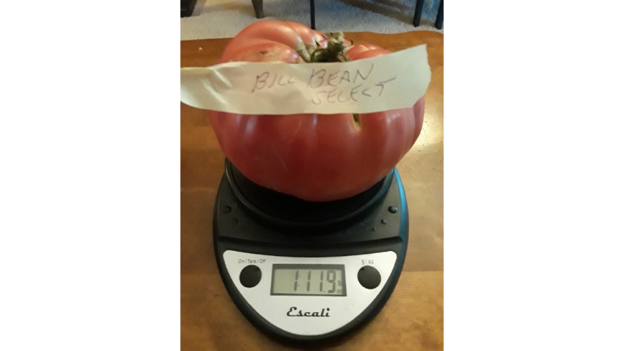 Bean Select