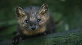 The American marten is a member of the weasel family. While widely present in the northeast at one time, it disappeared from Pennsylvania more than 120 years ago. The Pennsylvania Game Commission is looking into reintroducing the marten in the state.