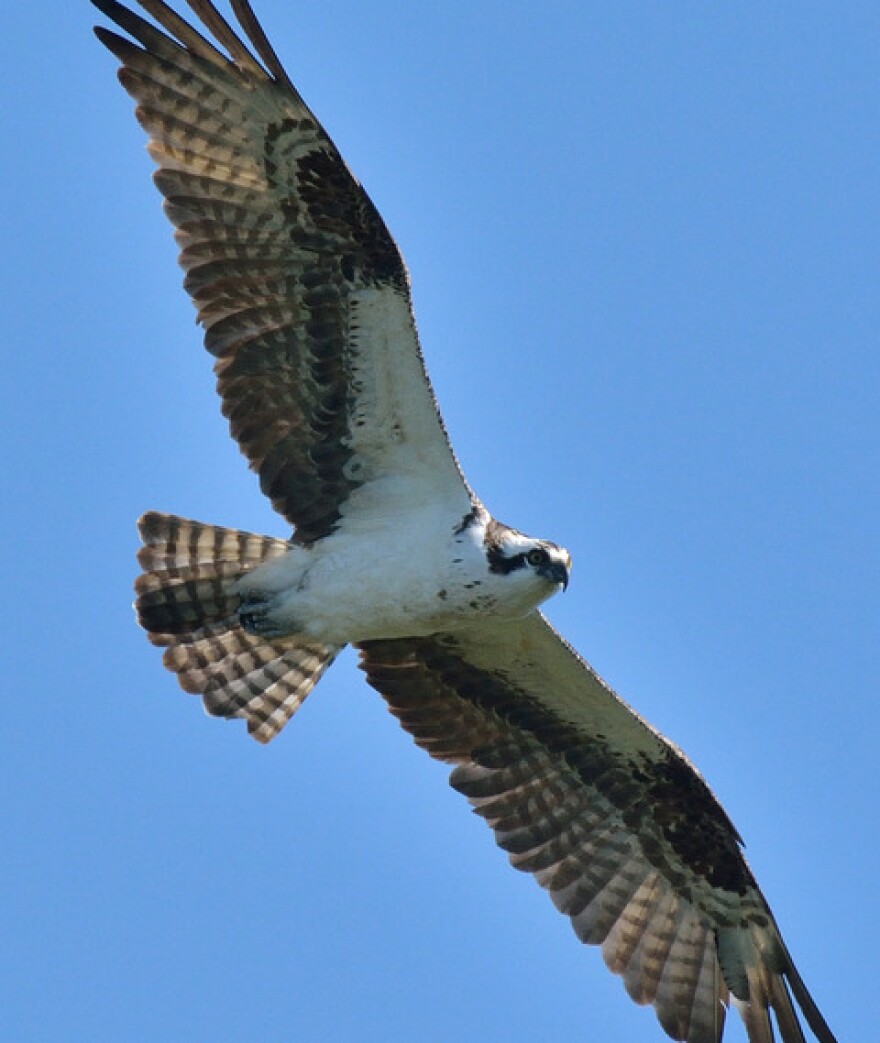 Osprey