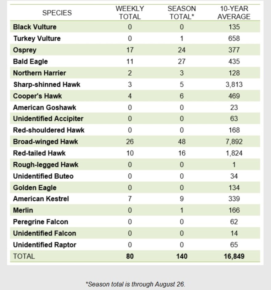 Hawk Mountain 2025 autumn migration