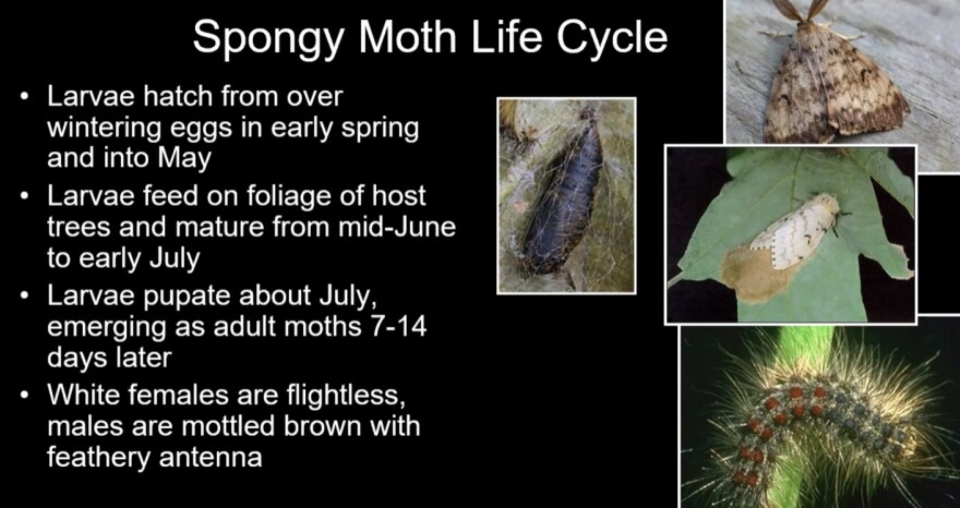 Spongy Moth life cycle