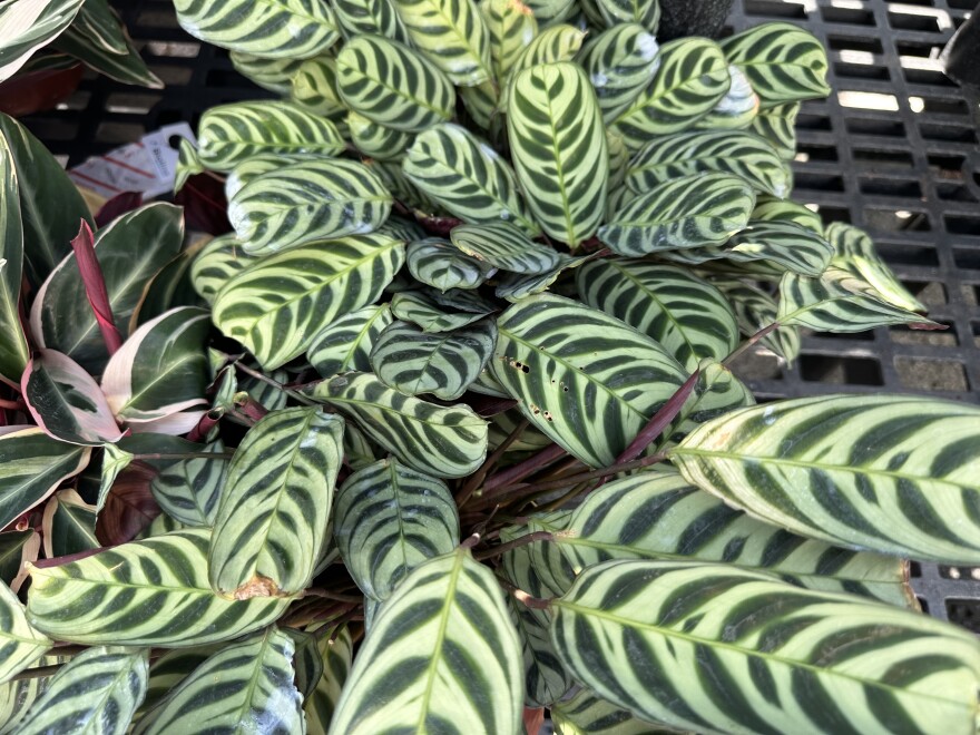 Calathea