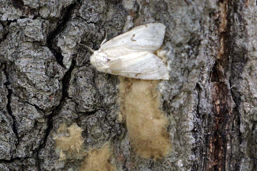 Spongy Moth AP photo