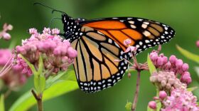 Adult-Female-Monarch-butterfly2