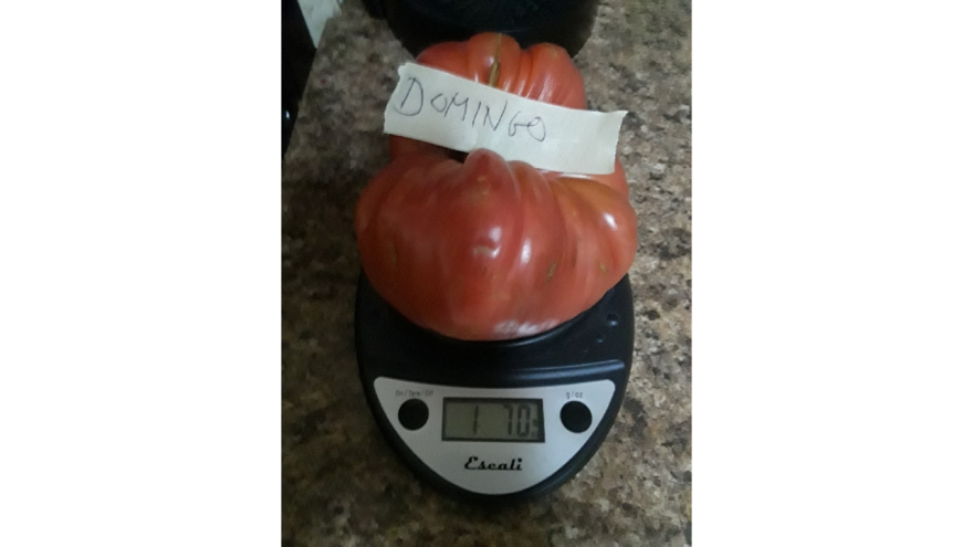 Domingotomato.jpg