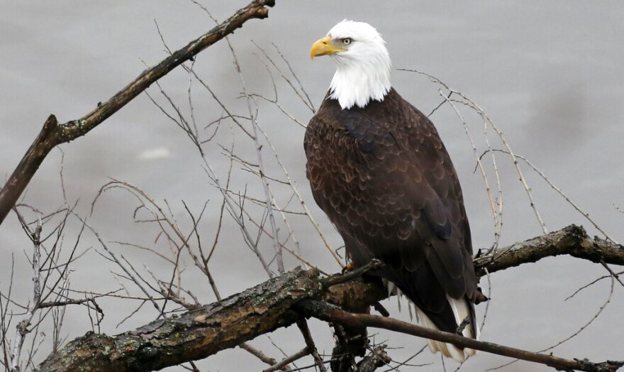 Bald eagle Pennsylvania