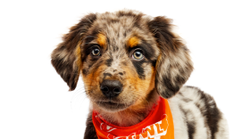 Saquon Barky - Puppy Bowl